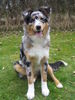 Australian Shepherd Foto: Luke (ID 33773) Australian Shepherd Hund