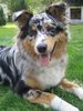 Australian Shepherd Foto: Mein Luke (ID 32956) Australian Shepherd Hund
