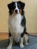 Australian Shepherd Foto: Mein Aussie Cody (ID 43425) Australian Shepherd Hund