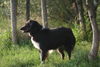 Australian Shepherd Foto: ohne Worte (ID 24935) Australian Shepherd Hund