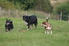 Australian Shepherd Foto: 3 Freunde (ID 24936) Australian Shepherd Hund