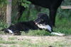 Australian Shepherd Foto: wer kommt den da ? (ID 24937) Australian Shepherd Hund