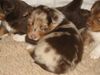 Australian Shepherd Foto: Impression of Merlin (ID 20523) Australian Shepherd Hund