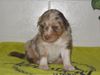 Australian Shepherd Foto: Aussie-Welpe \ (ID 20178) Australian Shepherd Hund