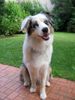Australian Shepherd Foto: Lovely Workaholic's Great Tara - 9 Monate (ID 42613) Australian Shepherd Hund
