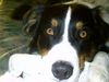 Australian Shepherd Foto: schaut er nicht treu mein Zeus (ID 1333) Australian Shepherd Hund