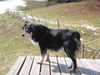 Australian Shepherd Foto: Jimmy, mein treuer Wegbeleiter (ID 36381) Australian Shepherd Hund