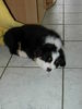 Australian Shepherd Foto: Hallo, ich heisse Pepper und bin 6 Wochen alt und ganz furchtbar müde !!! (ID 35086) Australian Shepherd Hund