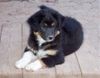 Australian Shepherd Foto: Wer hat mich lieb? Darling's Dream With Janice (ID 22708) Australian Shepherd Hund
