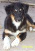 Australian Shepherd Foto: Hallo, ich bin Janice und suche noch ein Zuhause (ID 24792) Australian Shepherd Hund