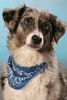 Australian Shepherd Foto: Jeannies Passfoto (ID 44737) Australian Shepherd Hund