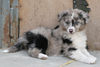 Australian Shepherd Foto: Jeannie (ID 44731) Australian Shepherd Hund