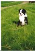 Australian Shepherd Foto: Das ist mein Hund (ID 24313) Australian Shepherd Hund