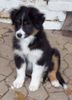 Australian Shepherd Foto: Darling's Joy (ID 15560) Australian Shepherd Hund