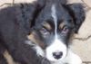 Australian Shepherd Foto: Wer hat mich lieb? -Darling's Joy- geb.04.08.04 (ID 15613) Australian Shepherd Hund