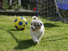 Australian Shepherd Hund