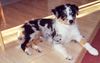 Australian Shepherd Foto: Kenny ...12 Wochen... (ID 14496) Australian Shepherd Hund