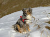 Australian Shepherd Foto: Belle Kanji from Black Boy Country (ID 26884) Australian Shepherd Hund