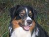Australian Shepherd Foto: Uli's Favourite Jerry Lee (ID 37788) Australian Shepherd Hund