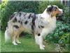 Australian Shepherd Foto: JCH. Louis from Skippy River DNA-VP (ID 27363) Australian Shepherd Hund