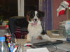 Australian Shepherd Foto: Leon (Sir Anton) beim Arbeiten (ID 28981) Australian Shepherd Hund