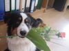 Australian Shepherd Foto: Leon (Sir Anton) (ID 28982) Australian Shepherd Hund