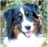 Australian Shepherd Foto: Guardian Angel's Leviathan - 8Monate (ID 34306) Australian Shepherd Hund