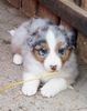 Australian Shepherd Foto: Darling's Lilly (ID 44486) Australian Shepherd Hund