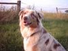 Australian Shepherd Foto: Australian-Shepherd-Hündin 19 Monate red merle (ID 13506) Australian Shepherd Hund