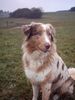 Australian Shepherd Foto: Dragonheart´s Lizy (1 J) (ID 11502) Australian Shepherd Hund