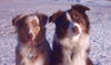 Australian Shepherd Foto: Die Unzertrennlichen (ID 31355) Australian Shepherd Hund