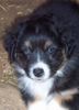 Australian Shepherd Foto: Darling's Lucky (ID 14868) Australian Shepherd Hund