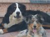 Australian Shepherd Foto: Freunde fürs Leben (ID 15911) Australian Shepherd Hund