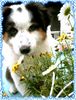 Australian Shepherd Foto: Guardian Angel's Girl Mable (ID 21628) Australian Shepherd Hund