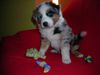 Australian Shepherd Foto: Unser Maddox mit 6 Wochen (ID 38902) Australian Shepherd Hund