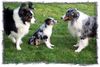 Australian Shepherd Foto: Artus, Merlin und Mini-Aussie Angel (ID 8079) Australian Shepherd Hund