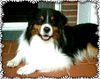 Australian Shepherd Foto: Guardian Angel's Black Malu (ID 21277) Australian Shepherd Hund