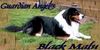 Australian Shepherd Foto: Guardian Angel''s Black Malu (ID 21279) Australian Shepherd Hund
