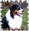 Australian Shepherd Foto: Guardian Angel\'s Black Malu (ID 21278) Australian Shepherd Hund