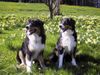 Australian Shepherd Foto: Bandu und Mama Pinoccia (ID 20030) Australian Shepherd Hund