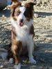 Australian Shepherd Foto: Mandy, 1-jährig (ID 16480) Australian Shepherd Hund