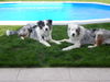Australian Shepherd Foto: Die beiden Brüder Mango&Filou, 8 Monate (ID 42050) Australian Shepherd Hund