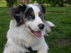 Australian Shepherd Foto: Mango 8 Monate (ID 42049) Australian Shepherd Hund