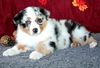 Australian Shepherd Hund