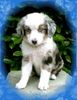 Australian Shepherd Foto: Megan (ID 14158) Australian Shepherd Hund