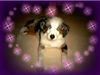 Australian Shepherd Foto: Mini-Aussie Megan mit 4 Monaten (ID 15512) Australian Shepherd Hund