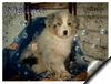 Australian Shepherd Foto: Guardian Angel\'s Drue Melina, 8 Wochen (ID 9079) Australian Shepherd Hund