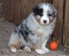 Australian Shepherd Foto: Merlin, geb. 25.07.06. So sehe ich mit 5,5 Wochen aus! (ID 33845) Australian Shepherd Hund