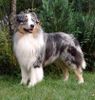 Australian Shepherd Foto: unser Merlin (ID 6336) Australian Shepherd Hund