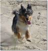 Australian Shepherd Foto: Dünen herunter sausen ist genial!! (ID 24951) Australian Shepherd Hund